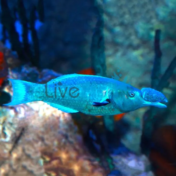 Wrasse Green Birdmouth MED 