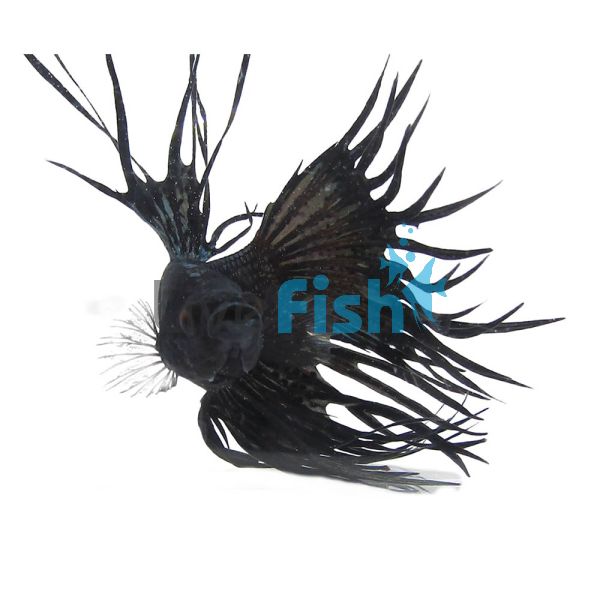 Male Siamese Betta Crowntail Black 5cm 