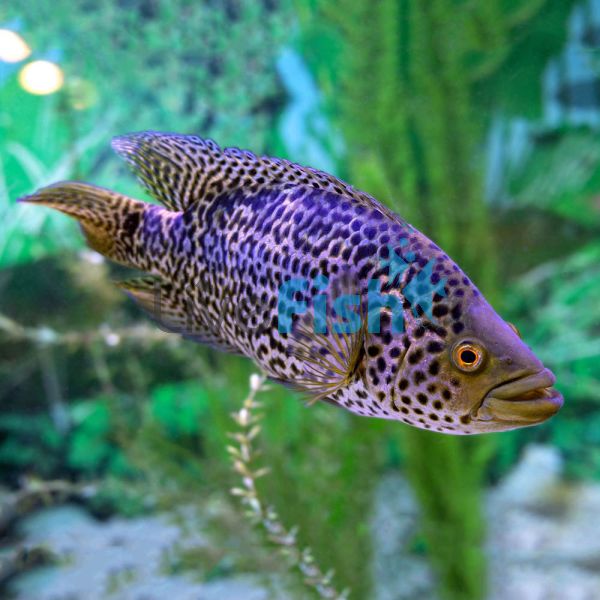 Jaguar Cichlid Parachromis managuensis Delivered to your door in