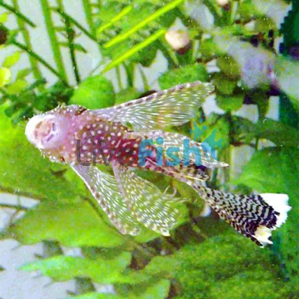 Long Freshwater Fish For Aquarium Longfin Bristlenose Catfish 5cm
