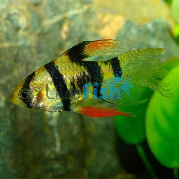Longfin Tiger Barb 4cm 