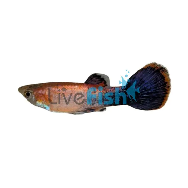 thumbnail image 2 of Small Breeder Combo – 6 Fancy Guppies (3 Male, 3 Female) – Live Freshwater Fish, Arrive Alive Guarantee 2 of 5