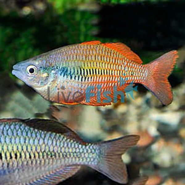 Parva Rainbow Lake Kurumoi Rainbow 4cm 