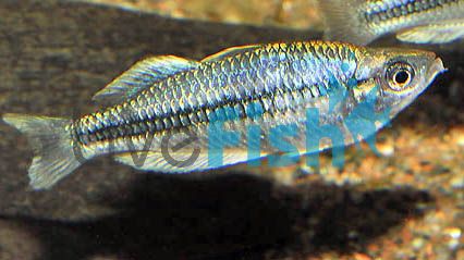PYGMY RAINBOW Melanotaenia pygmaea delivered to your door