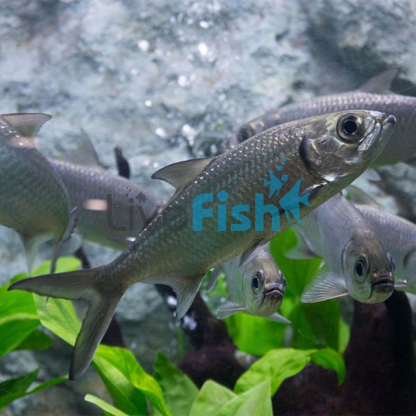 Oxeye Herring Brackish 6cm 