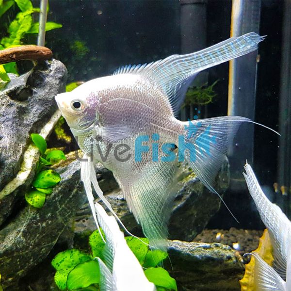 Platinum Angel Fish 6cm Fast Delivery Australia wide