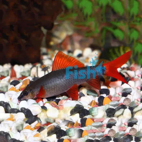 Rainbow Shark 5cm 