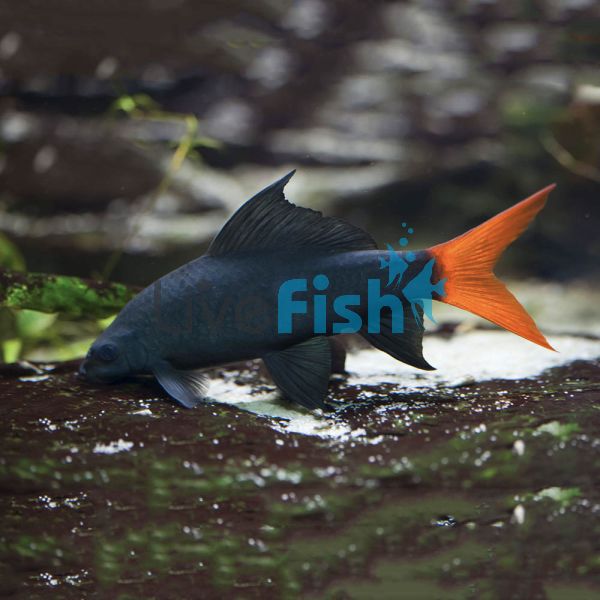 Red Tail Shark 7cm delivered to your door in australia