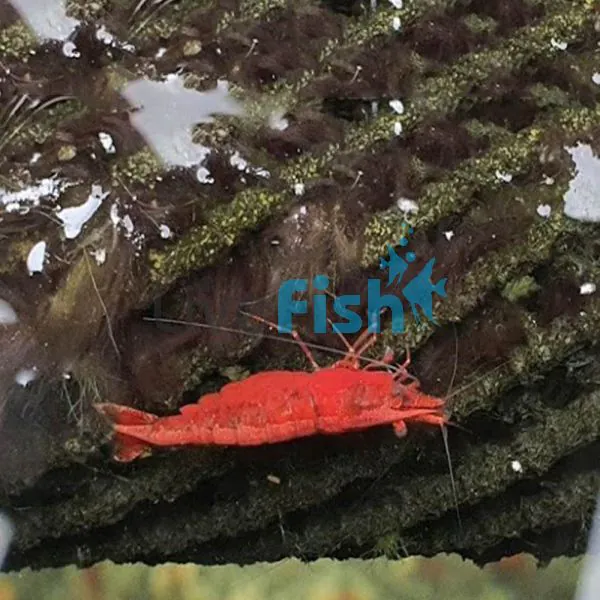 102 Fire Red Neocaridina Shrimp Live Freshwater Bulgaria