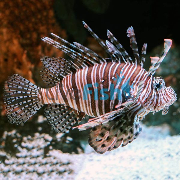 Lionfish Volitan MED 