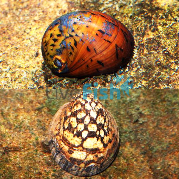Australian Nerite Snails 