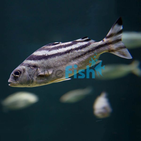 Target Fish Brackish 5cm 