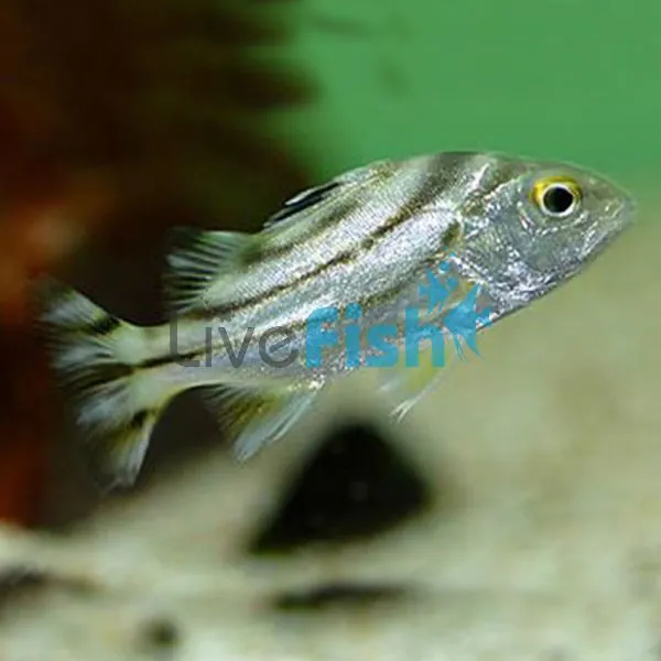 Target Fish Brackish 4cm 