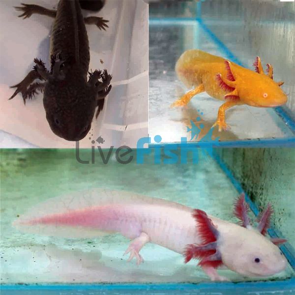 Assorted Walking Fish Axolotl 12cm 