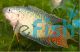 Paradise Fish Male 6cm