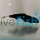 Double Fin Ghost Knife Fish 8cm	