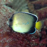 Indian Yellowtail Angelfish - Small