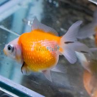 Assorted Pearl Scale Goldfish 7cm