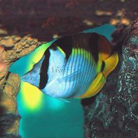 Falcula Butterflyfish - Medium