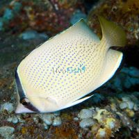 Speckled Butterflyfish - Medium