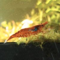 Cherry Shrimp 2cm
