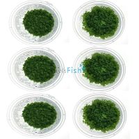 Aquascaping Ground Cover Pack - TC