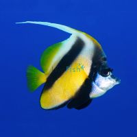 Bannerfish Red Sea - Medium