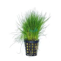 Hairgrass - Dwarf Pot