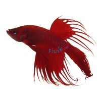 Crowntail Red Male Fighter 5cm