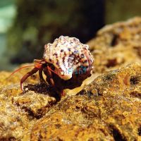 Janitor Hermit Crabs - Small