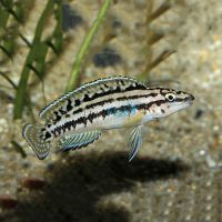 Julidochromis Marlieri	3.5cm