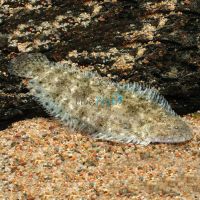 Freshwater Sole 6cm - Darwin