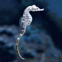 Southern Knight Seahorse 10cm