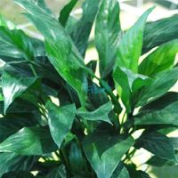 Spathiphyllum - Small (Piece Plant)