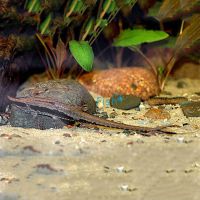 Longnose Whiptail Catfish 15cm