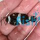 2x Black and White Misbar Clownfish
