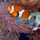 2x Orange and White Clownfish