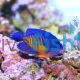 Angelfish Cebu Coral Beauty 