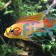 Apistogramma Agassizii Fire Gold Red 3cm Pair