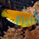 Angelfish Threespot - Apolemichthys trimaculatus	