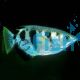 Archer Fish Brackish - Toxotes jaculatrix	