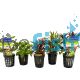Assorted Bunch Plants - Emersed - Pot