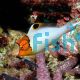 Bicolor Parrotfish 
