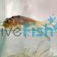 Black and White Bubble Eye Goldfish 7cm - Carassius auratus