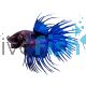 Blue Crowntail Male Fighter
