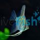 Blue Zebra Angelfish 3.5cm