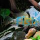 Bolivian Butterfly Cichlid