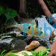 Bolivian Butterfly Cichlid