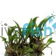 Cryptocoryne Wendtii Brown - Tissue Culture