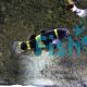 Bumble Bee Goby 